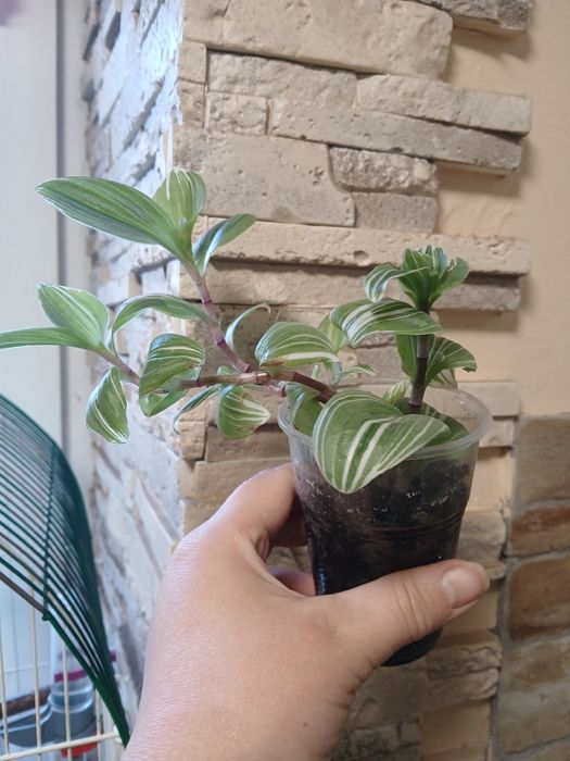 Продам комнатные традесканции