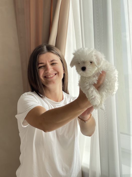 Мальтезе з документами КСУ