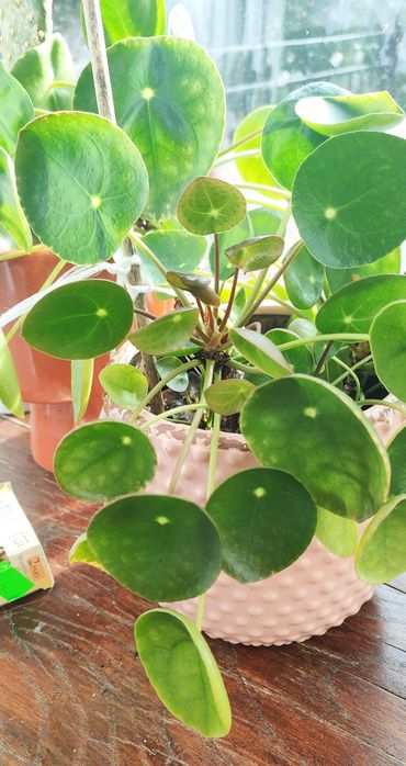 Pilea pieniążek sadzinki