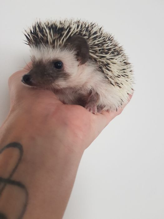 Jeż pigmejski Jeż afrykański samica