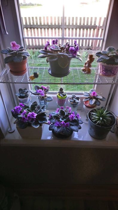 Фіалки в горщиках