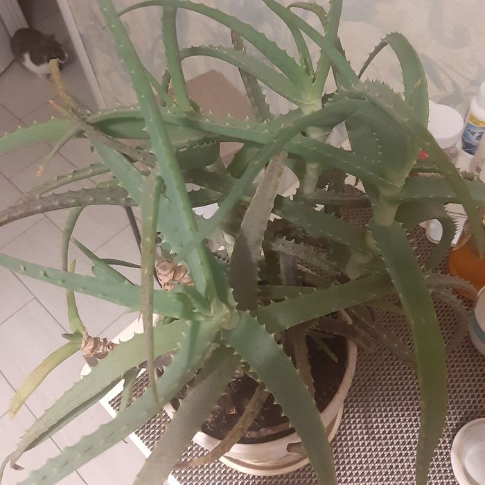 Алоэ древовидный, возраст больше 10 лет