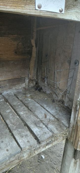 Klatki dla królików