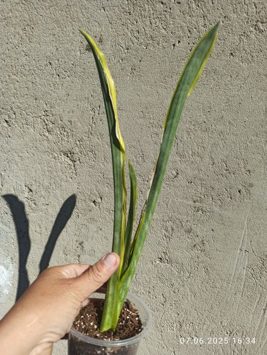 Сансевієрії Індонезія і Голандські