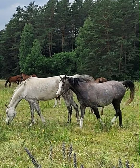 Klaczka arabka 5 latka zaźrebiona