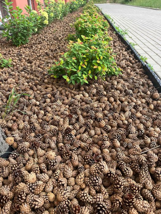 Szyszki sosnowe pozbawione nasion do ściółkowania BIG BAG 150 kg