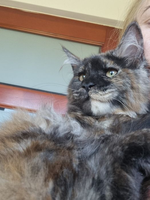 Maine Coon wyjątkowa kotka z rodowodem