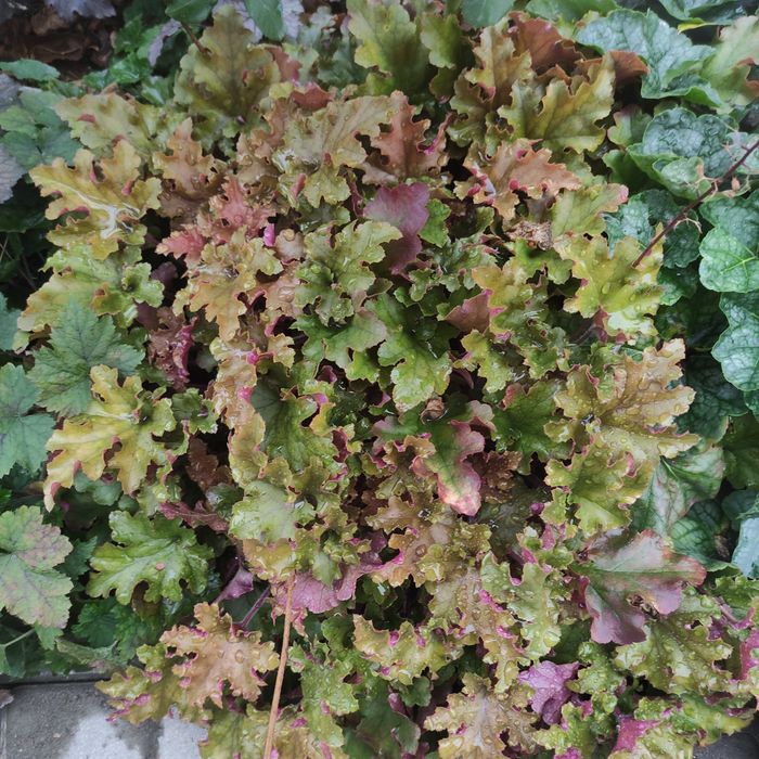 Гейхера, гейхерела