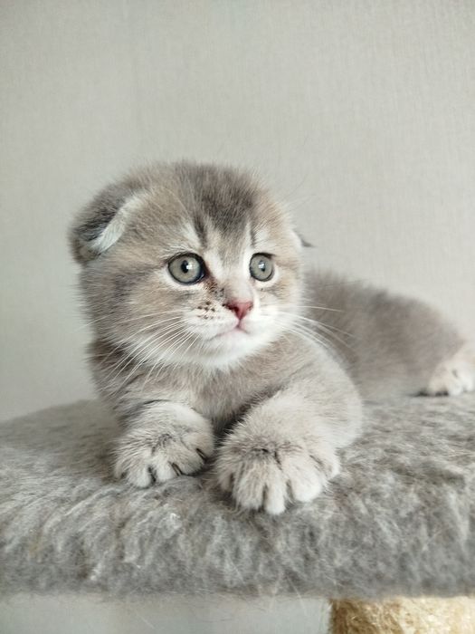 сріблястий таббі ,black silver tabby.шиншила веслоуха дівчинка