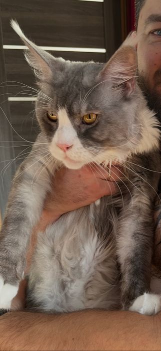 Kot maine coon kocur