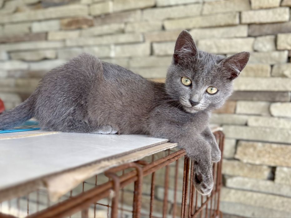 Кошеня дівчинка