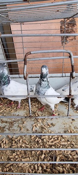 Gołębie tiplery pakistańskie