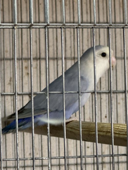 Agapornis roseicollis palido blue