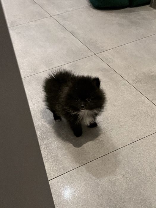 Pomeranian szpic miniaturowy piesek czarny puchaty