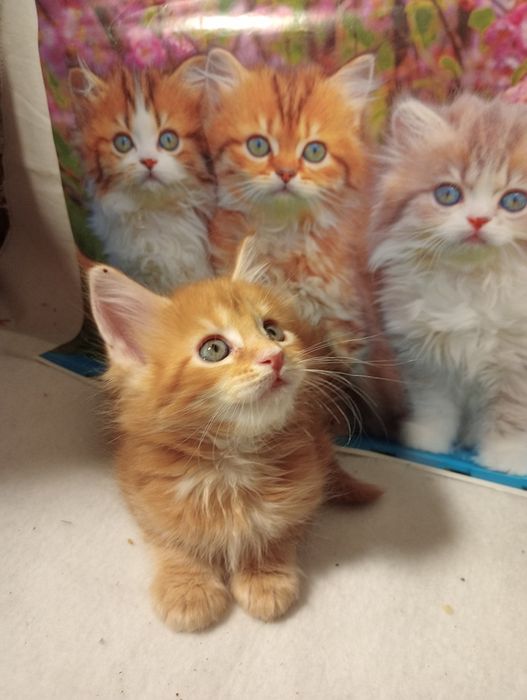 Кошенята Мейн-куни