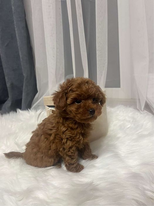 Цуценята Той Пуделя