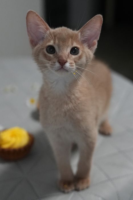 Абиссинчики от питомника со стажем