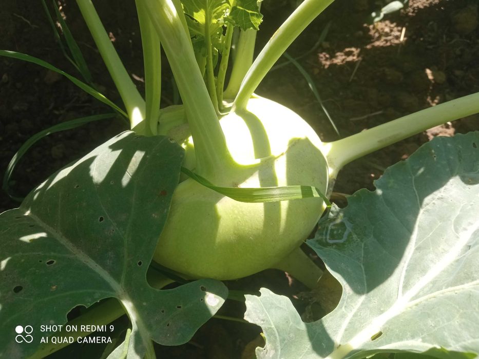 Oddam miejsce pod zrębki, eko pod warzywa, ZA DARMO,Ochojno k. Krakowa