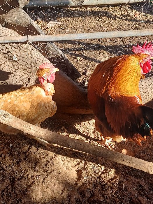 Ovos de galinhas de raça portuguesas
