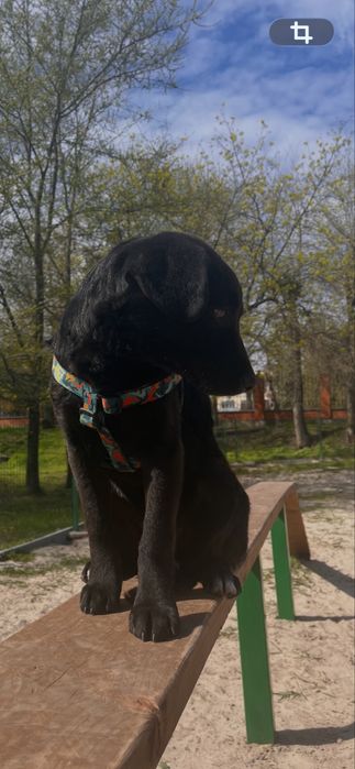 Собака, дівчинка, вік 5/6 міс.