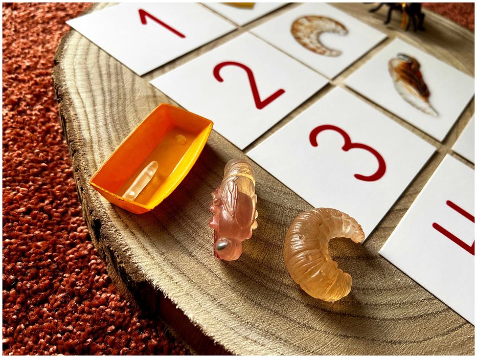 Ciclo de Vida - Abelha - Montessori