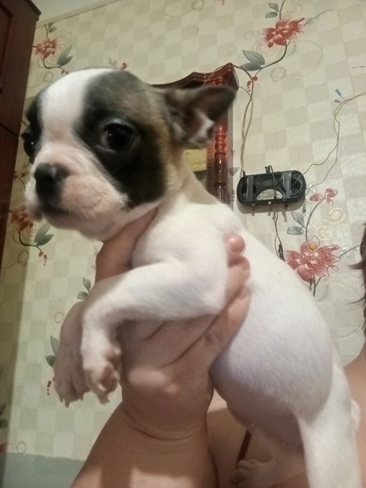 Аліментна дівченка