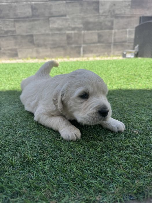 Golden retrievier