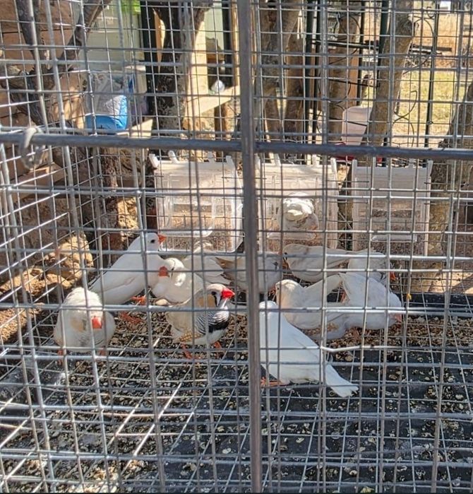 Aves exóticas de pequeno porte