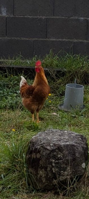 Vendo galos criados ao ar livre