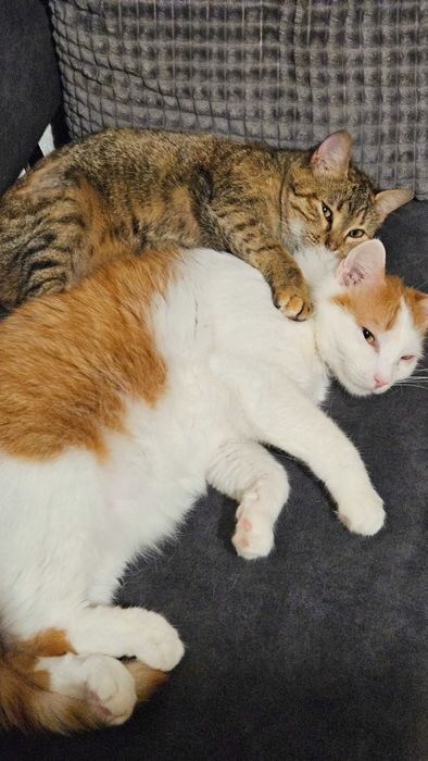 Ніжний стерелізований котик шукає родину