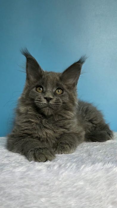 Голубая девочка мейн кун