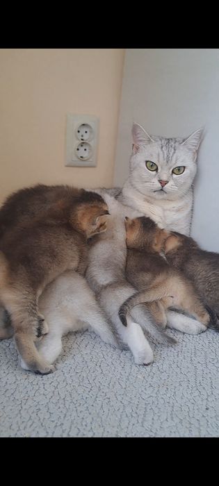 Кошенята, британські котята, золота та срібна шиншила