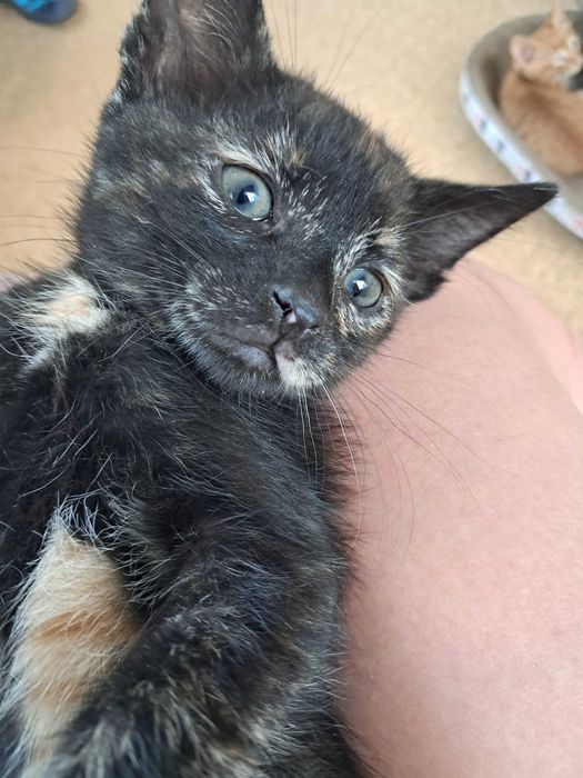 Віддаю кошеняток у добрі руки