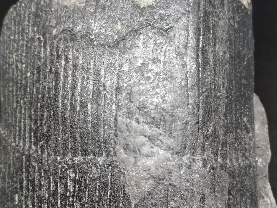 Piekny Calamites. Kop Sosnowiec