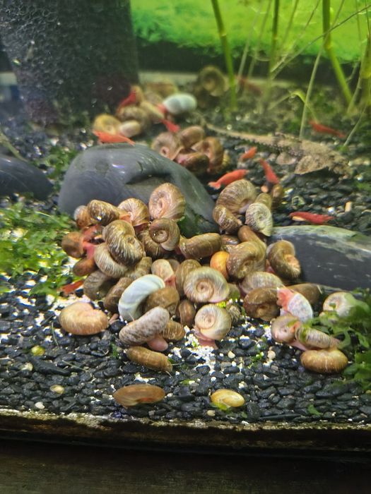 Ślimaki zatoczki zamienię/oddam