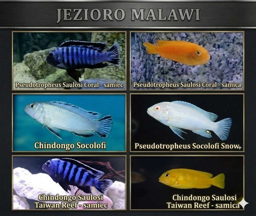 Pyszczaki jezioro Malawi Hodowla Pyszczaków Toruń, Tanganika, Wiktoria