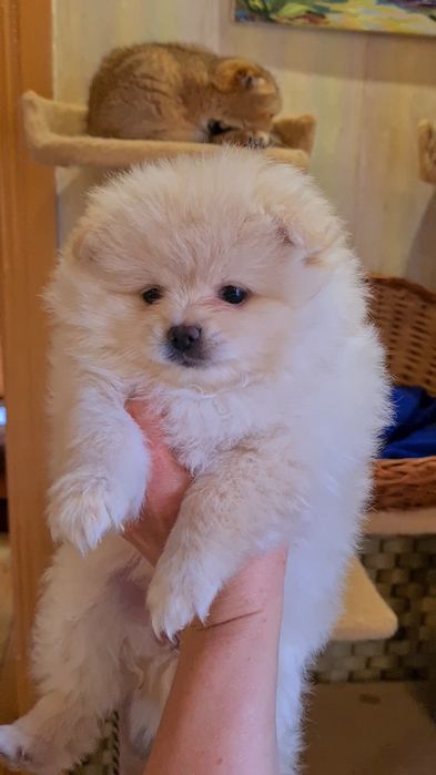 Малыши Шпицы Померанские