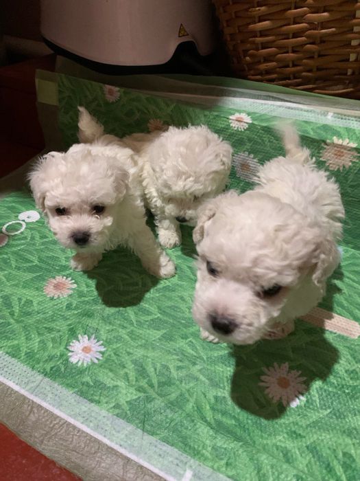 Цуценята Бішон-фрізе