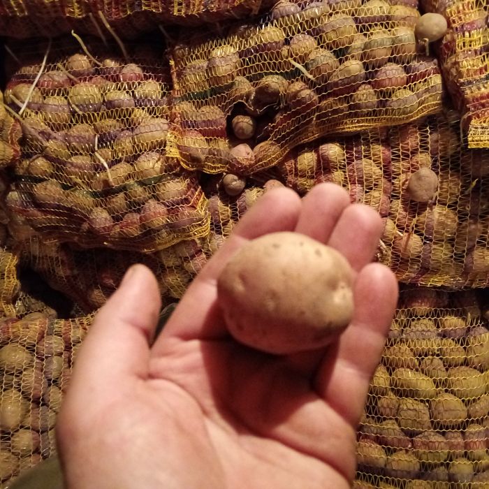 Ziemniaki Irga Wielkość sadzeniaka