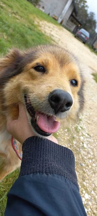 Lala pozytywna suczka do adopcji!