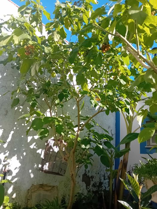 Arvore tamarilho amarelo anao