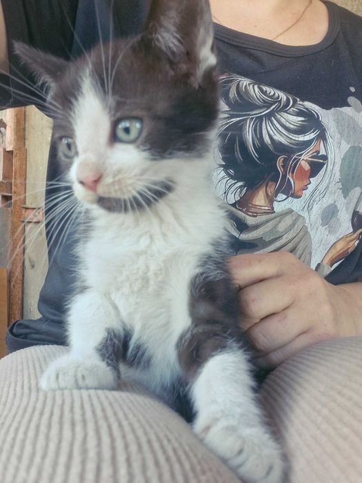Kotki i koty do oddania