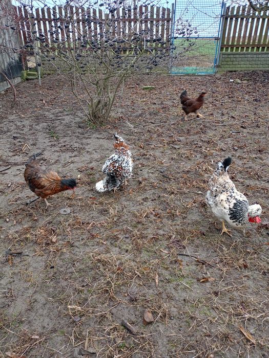 Jajka lęgowe czubatki staropolskiej trójbarwnej