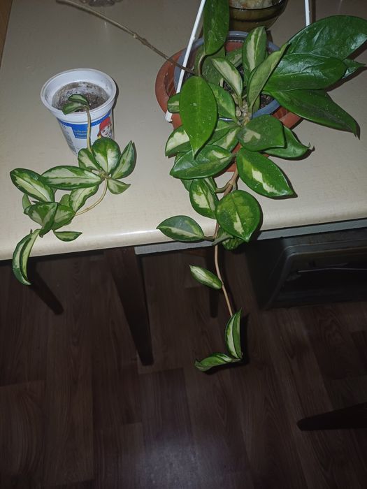 Хойя карноза триколор