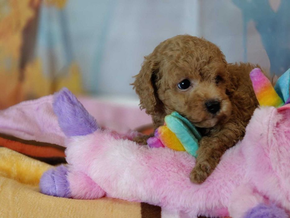 Pudel toy płowy chlopiec