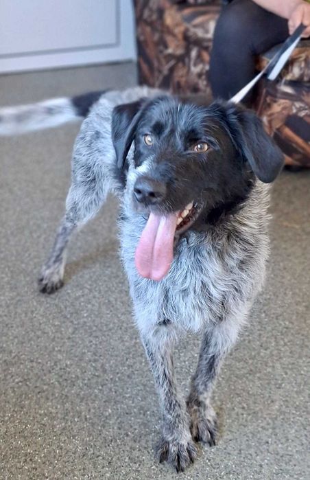 KACPER super socjalny 1,5 roczny pies znaleziony w Bułgarii