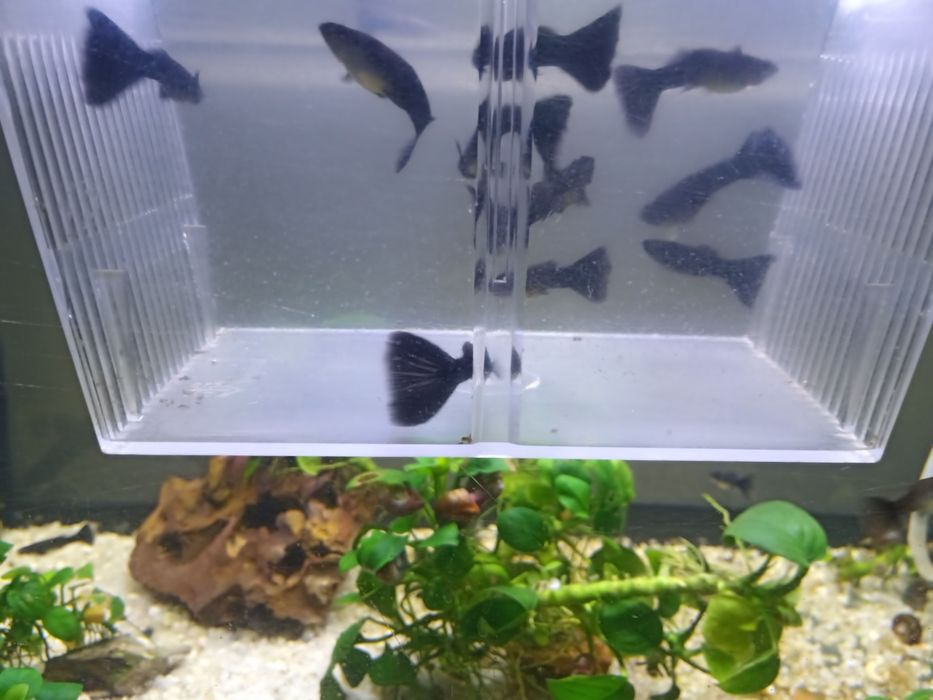 Guppys pretos machos e fêmeas em Faro.  1,50€ cada.