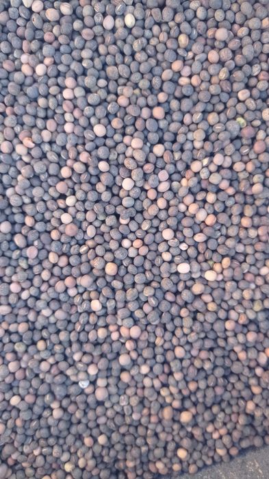 Wyka jara z sezonu 2025