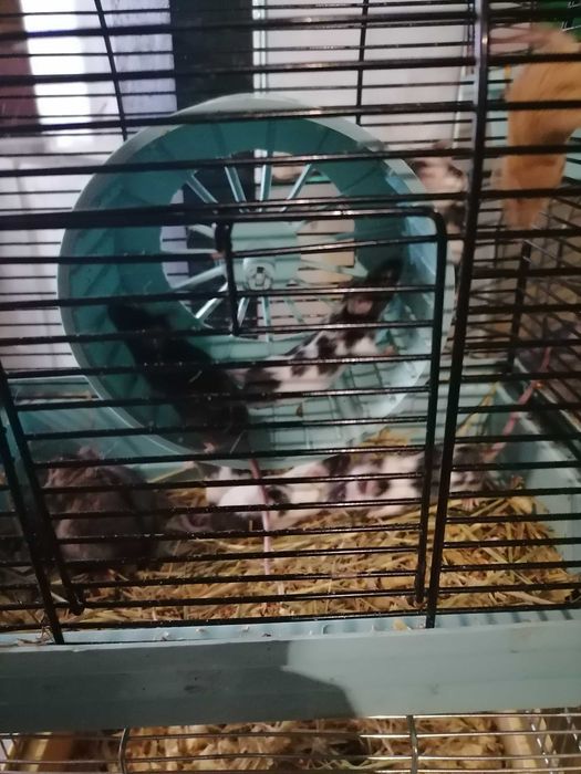 Хомячки, мышки, клетки, корма