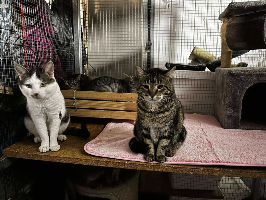 Koty czekają na domy